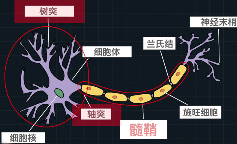 大腦的微觀結(jié)構(gòu)